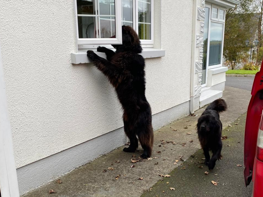Beautiful Newfoundland puppies in Galway 2
